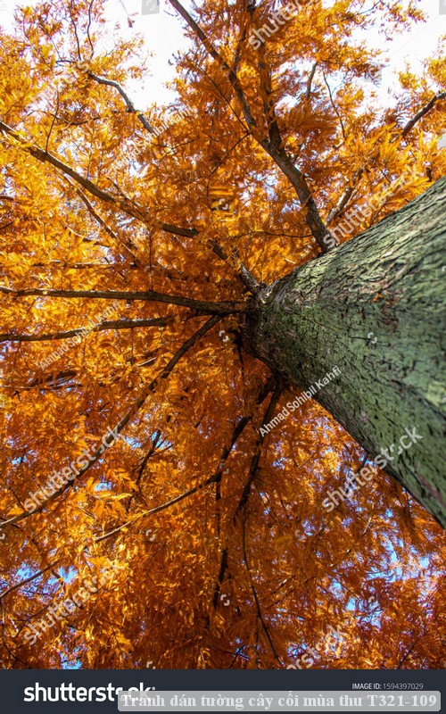 Tranh dán tường cây cối mùa thu T321-109